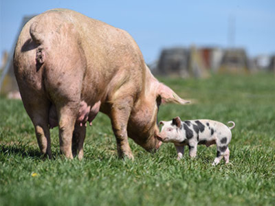 L'impact environnemental de la production de jambon.